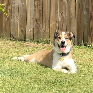 Meet your Posher, Brookie